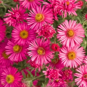 Red Pink Aster Plants - Set of 4 Perennial Asters 4-7 Inch Tall