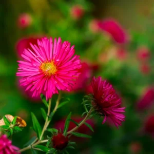 Red Pink Aster Plants - Set of 4 Perennial Asters 4-7 Inch Tall