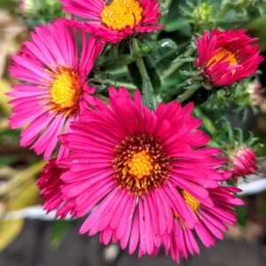 Red Pink Aster Plants - Set of 4 Perennial Asters 4-7 Inch Tall