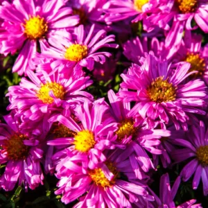 Red Pink Aster Plants - Set of 4 Perennial Asters 4-7 Inch Tall