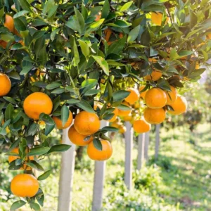 Pink Grapefruit Tree Live Plant 2-3 Ft Tall - Pomelo Planting Tree