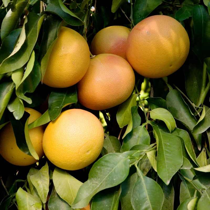 Pink Grapefruit Tree Live Plant 2-3 Ft Tall - Pomelo Planting Tree