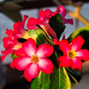 Red Desert Rose Plant 2 Ft Tall - Adenium in Gallon Pot - Outdoor Garden