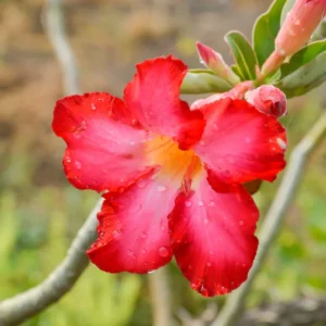 Red Desert Rose Plant 2 Ft Tall - Adenium in Gallon Pot - Outdoor Garden
