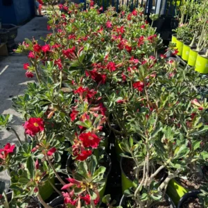 Red Desert Rose Plant 2 Ft Tall - Adenium in Gallon Pot - Outdoor Garden