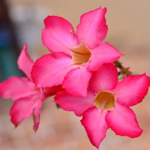 Desert Rose Plant Live 4-6 Inch Pink Adenium - Drought Tolerant