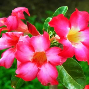 Desert Rose Plant Live 4-6 Inch Pink Adenium - Drought Tolerant