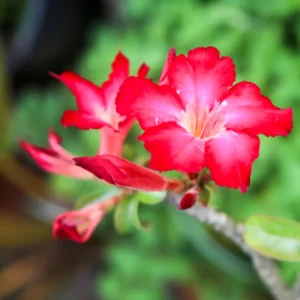 Red Adenium Desert Rose Plant Starter 4-6 Inches Indoor Outdoor