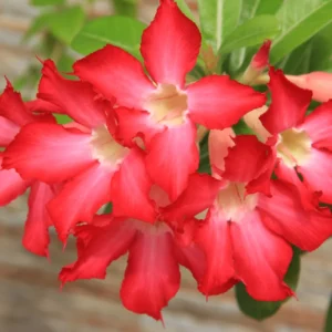 Red Adenium Desert Rose Plant Starter 4-6 Inches Indoor Outdoor