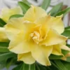Yellow Desert Rose Plant Double Flower Starter 4-6 Inch Indoor Outdoor Growing
