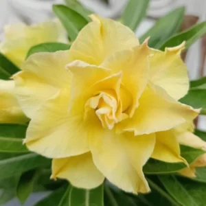Yellow Desert Rose Plant Double Flower Starter 4-6 Inch Indoor Outdoor Growing