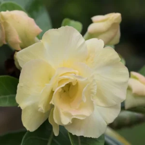 Yellow Desert Rose Plant Double Flower Starter 4-6 Inch Indoor Outdoor Growing