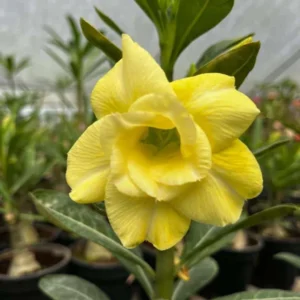 Yellow Desert Rose Plant Double Flower Starter 4-6 Inch Indoor Outdoor Growing