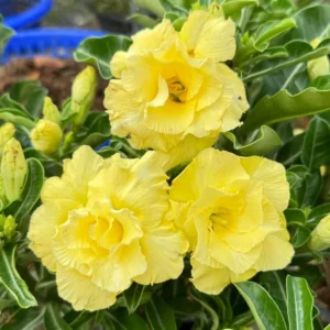 Yellow Desert Rose Plant Double Flower Starter 4-6 Inch Indoor Outdoor Growing