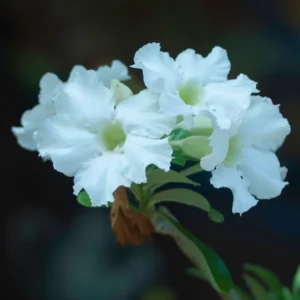 Desert Rose Plant - White Adenium Flower Plant 4-6 Inch Live Plant