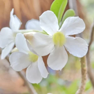 Desert Rose Plant - White Adenium Flower Plant 4-6 Inch Live Plant
