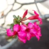 Pink Desert Rose Plants - 2 Live Adenium, 4 Inch, Indoor Outdoor