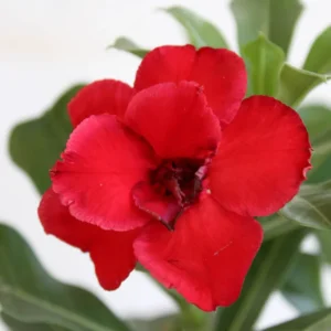 Red Desert Rose Plants - 4 Inch Live Adenium - Vibrant Blooms
