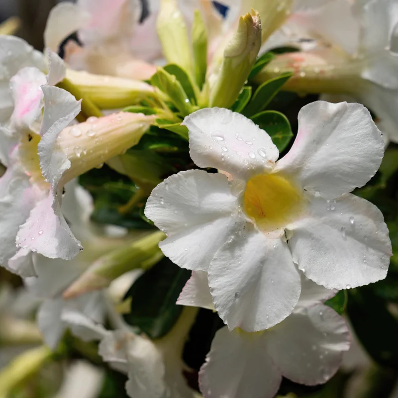 Desert Rose Plants Set - 2 Live Succulents, White, 3-6 Inches, Outdoor Garden