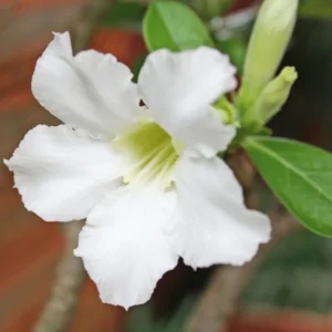 Desert Rose Plants Set - 2 Live Succulents, White, 3-6 Inches, Outdoor Garden