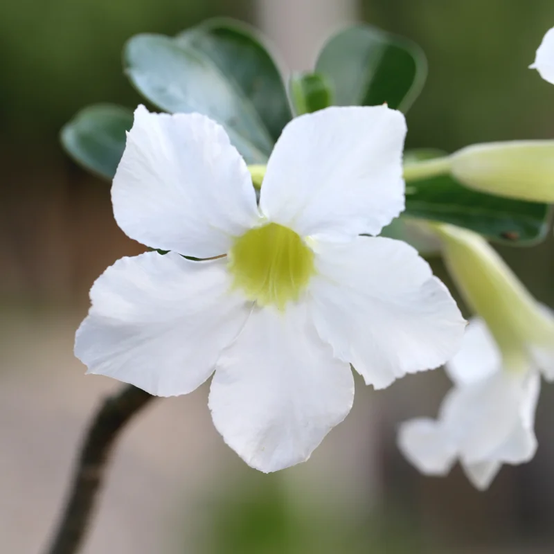 Desert Rose Plants Set - 2 Live Succulents, White, 3-6 Inches, Outdoor Garden