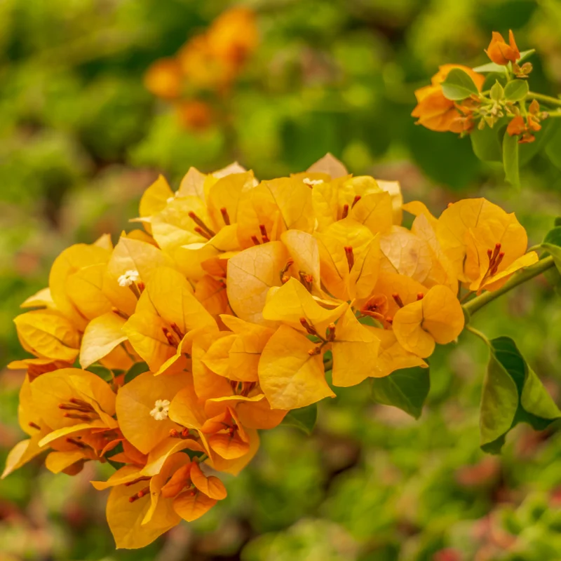 Gold Bougainvillea Plant - Live Flower Vine - 4-6 Inches - Garden Decor