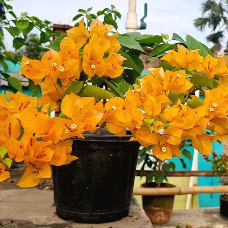 Gold Bougainvillea Plant - Live Flower Vine - 4-6 Inches - Garden Decor
