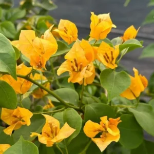 Gold Bougainvillea Plant - Live Flower Vine - 4-6 Inches - Garden Decor