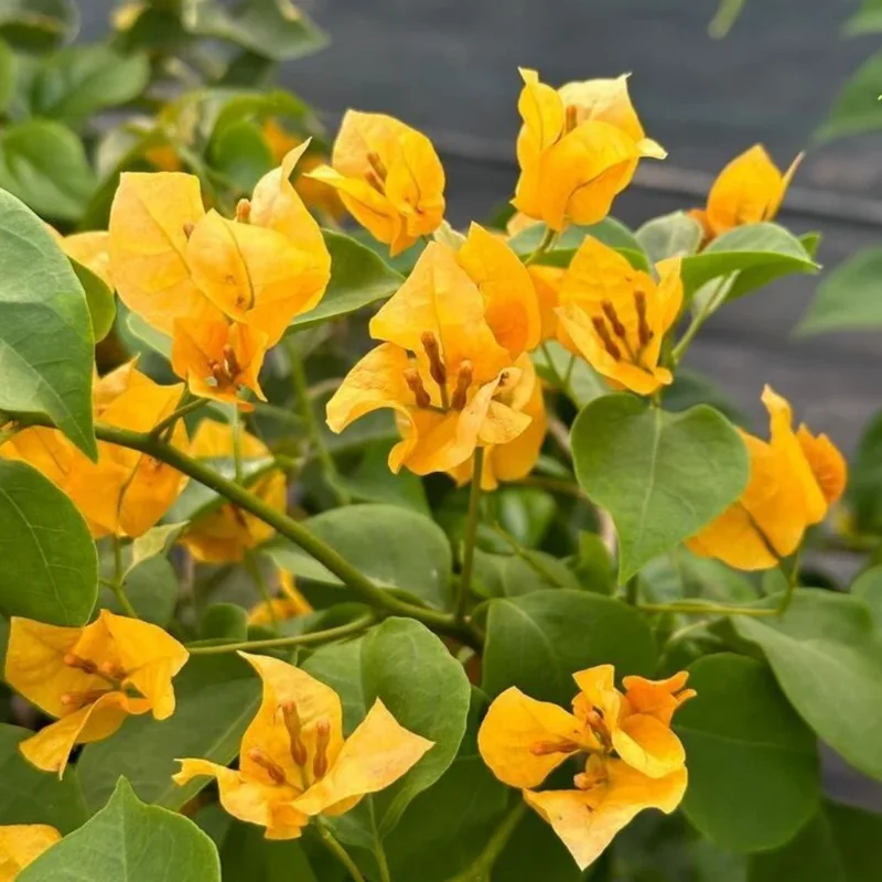Gold Bougainvillea Plant - Live Flower Vine - 4-6 Inches - Garden Decor