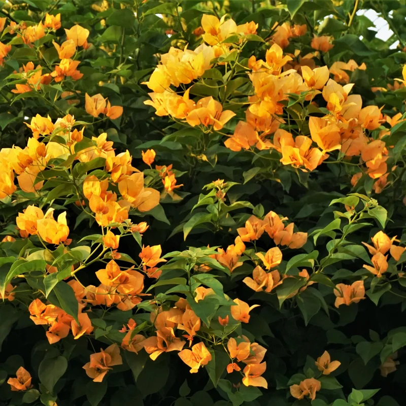 Gold Bougainvillea Plant - Live Flower Vine - 4-6 Inches - Garden Decor