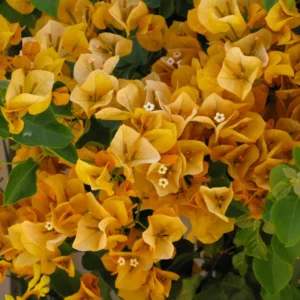 Gold Bougainvillea Plant - Live Flower Vine - 4-6 Inches - Garden Decor