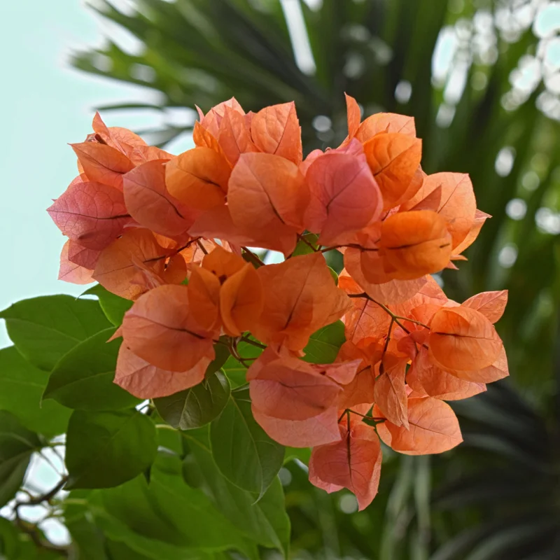 Orange Bougainvillea Plants Live - 2 Pack - 4-6 Inches - Flower Vine Plant - Garden Decor