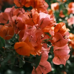 Orange Bougainvillea Plants Live - 2 Pack - 4-6 Inches - Flower Vine Plant - Garden Decor