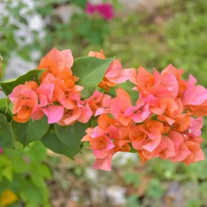 Orange Bougainvillea Plants Live - 2 Pack - 4-6 Inches - Flower Vine Plant - Garden Decor