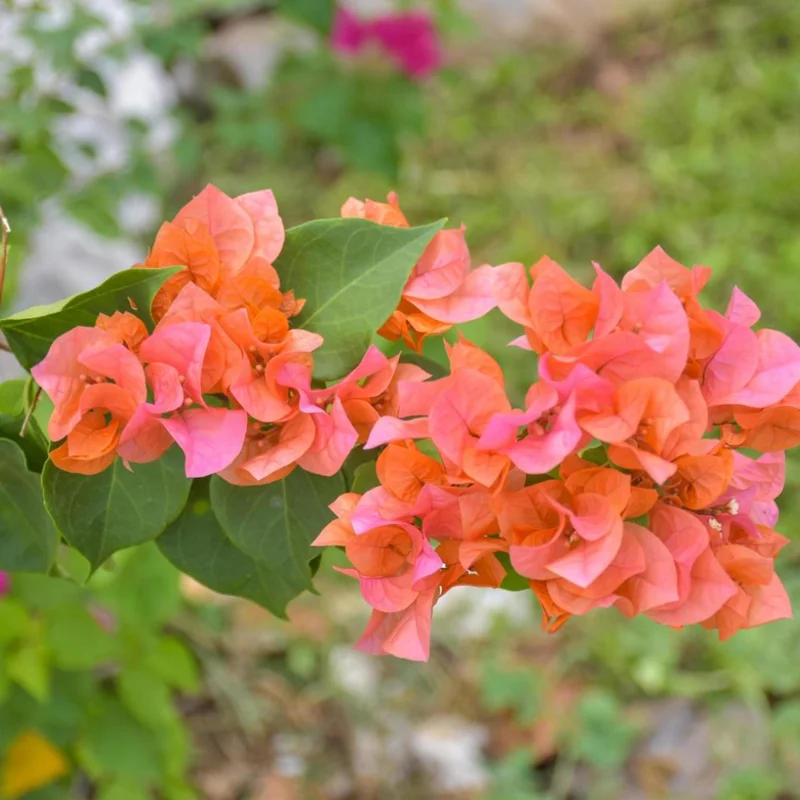 Orange Bougainvillea Plants Live - 2 Pack - 4-6 Inches - Flower Vine Plant - Garden Decor