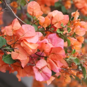 Orange Bougainvillea Plants Live - 2 Pack - 4-6 Inches - Flower Vine Plant - Garden Decor
