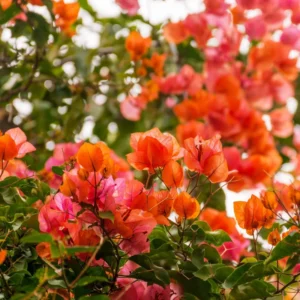 Orange Bougainvillea Plants Live - 2 Pack - 4-6 Inches - Flower Vine Plant - Garden Decor