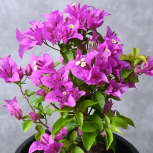 Purple Bougainvillea Plant - Live Flower Vine - 4-6 Inches - Garden Ready