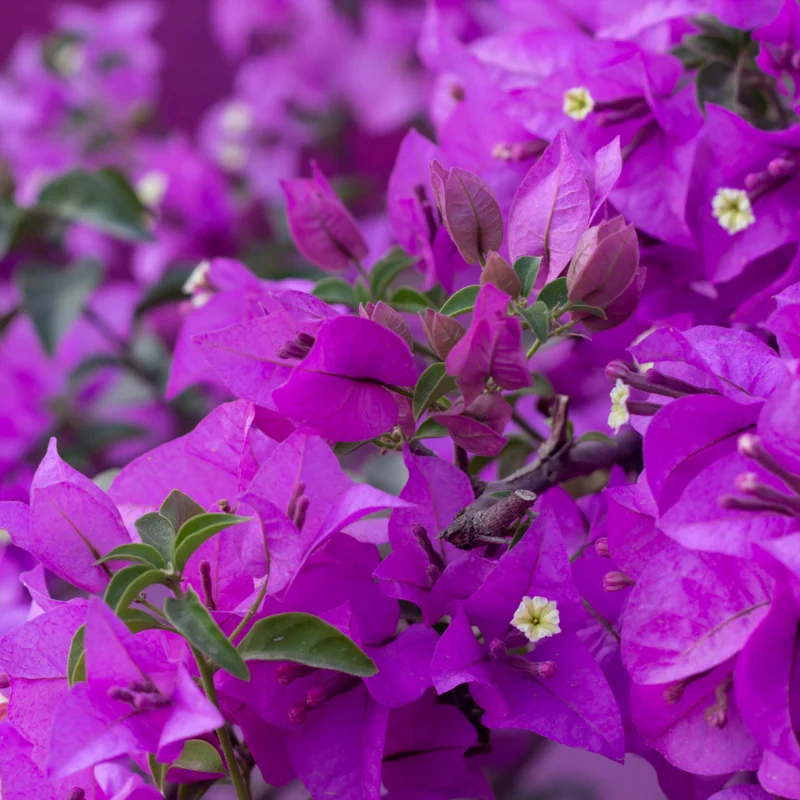 Purple Bougainvillea Plant - Live Flower Vine - 4-6 Inches - Garden Ready