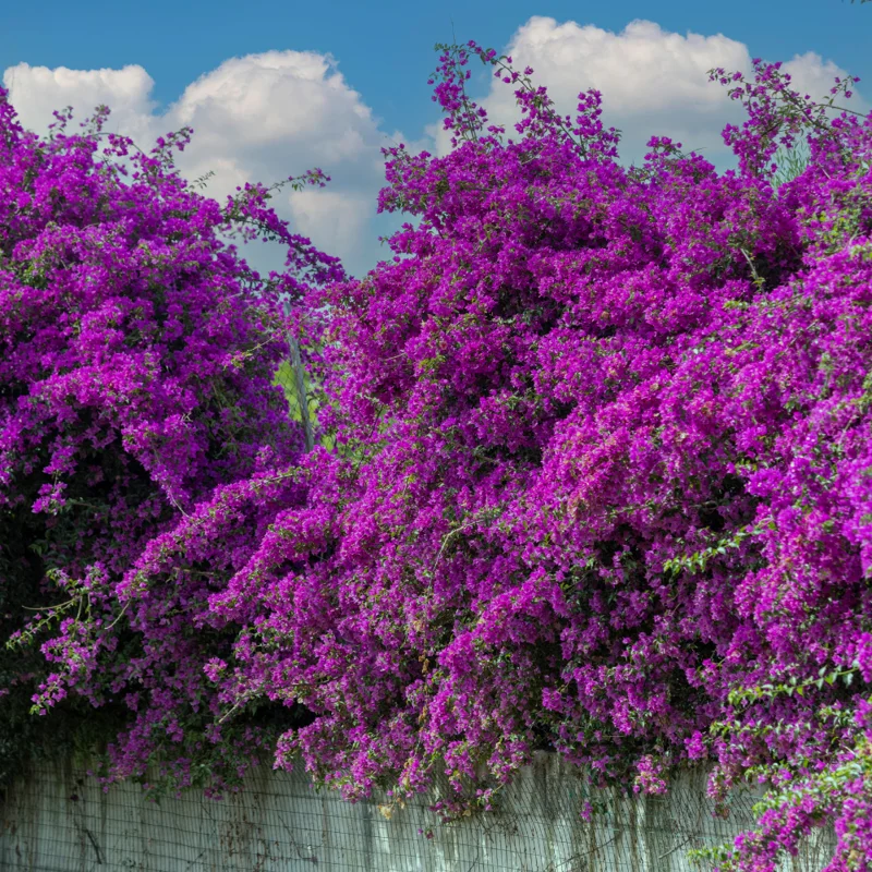 Purple Bougainvillea Plant - Live Flower Vine - 4-6 Inches - Garden Ready