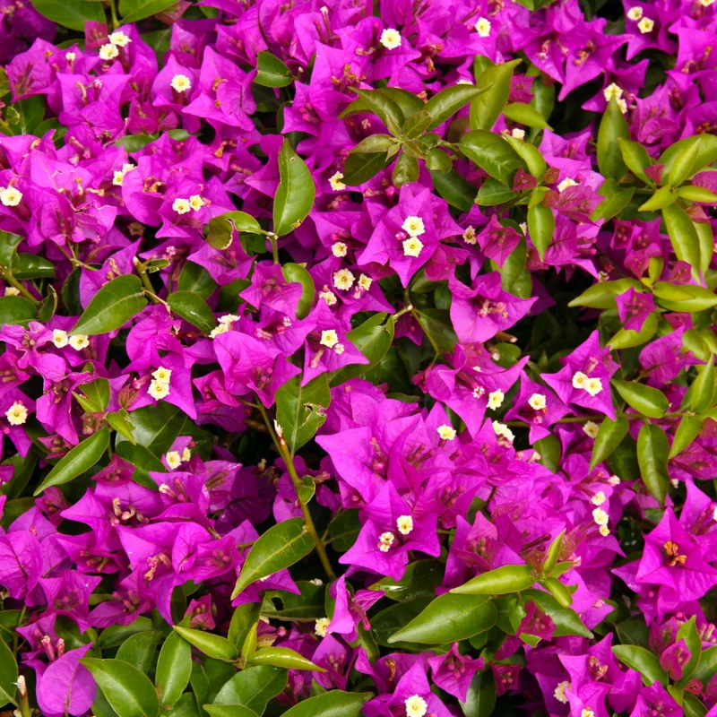 Purple Bougainvillea Plant - Live Flower Vine - 4-6 Inches - Garden Ready