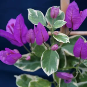 Purple Variegated Bougainvillea Plants Live - Flower Vine 4-6 Inches