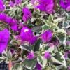 Purple Variegated Bougainvillea Plants Live - Flower Vine 4-6 Inches