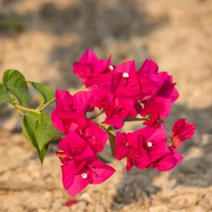 Pink Bougainvillea Plant - Live Flower Vine - 4-6 Inches - Garden Decor