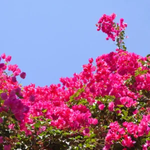 Pink Bougainvillea Plant - Live Flower Vine - 4-6 Inches - Garden Decor