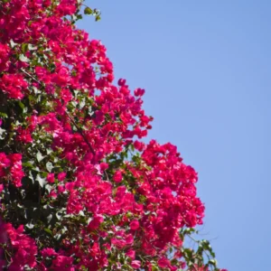 Pink Bougainvillea Plant - Live Flower Vine - 4-6 Inches - Garden Decor