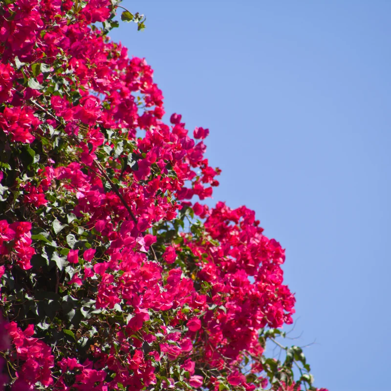 Pink Bougainvillea Plant - Live Flower Vine - 4-6 Inches - Garden Decor
