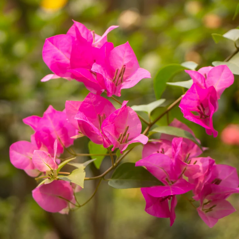 Pink Bougainvillea Plant - Live Flower Vine - 4-6 Inches - Garden Decor