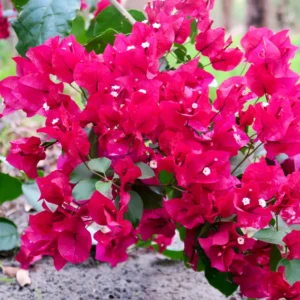 Pink Bougainvillea Plant - Live Flower Vine - 4-6 Inches - Garden Decor