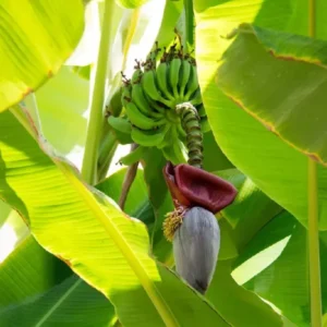 Grand Nain Banana Plant Live Starter 4-6 Inches Tall Indoor Outdoor Fruit Tree